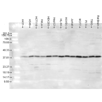 p38 Antibody: RPE