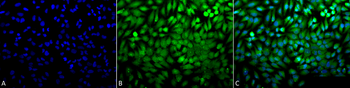 p38 Antibody: RPE