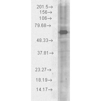 HSP70 Antibody: APC