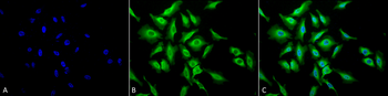 HSP70 Antibody (FITC)