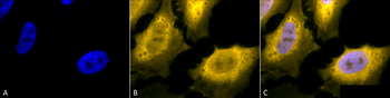 HSP70 Antibody (PerCP)