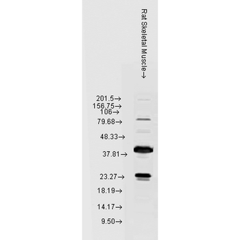 HSP22 Antibody: RPE