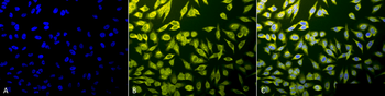 Calnexin-CT Antibody: FITC
