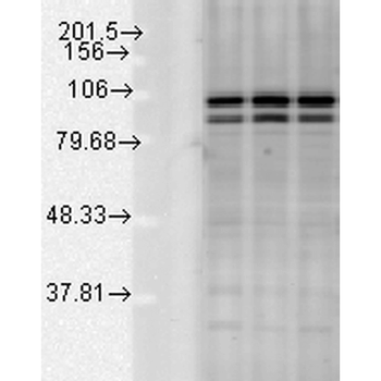 Calnexin-CT Antibody: HRP