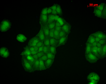 Calnexin-CT Antibody: HRP