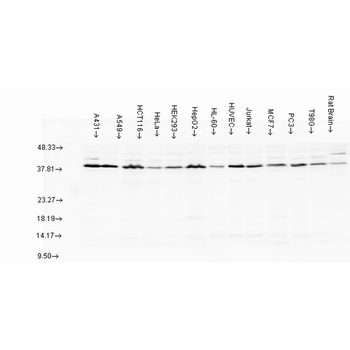 AHA1 Antibody: HRP