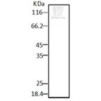 HSP90 (P. falciparum) Antibody (PerCP)