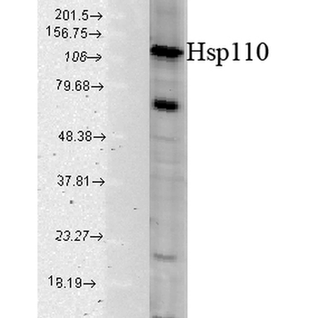 HSP110 Antibody (RPE)