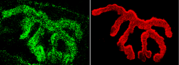 Piccolo Antibody: HRP