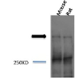 Piccolo Antibody: PerCP
