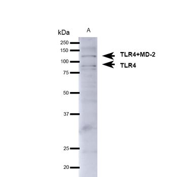 TLR4 Antibody: PerCP