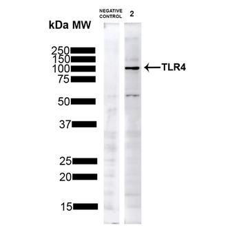 TLR4 Antibody: PerCP