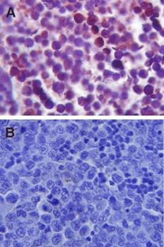 TLR4 Antibody: PerCP