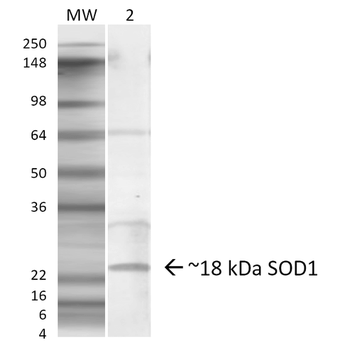 SOD1 (EDI) Antibody (APC)