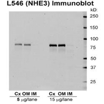 NHE3 Antibody: RPE