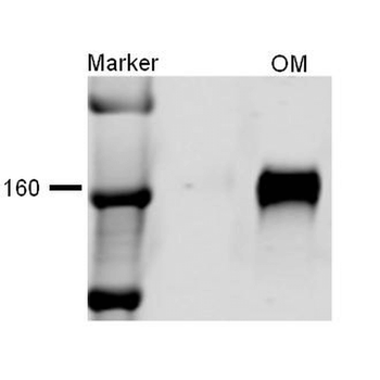 NKCC2 Antibody (PerCP)