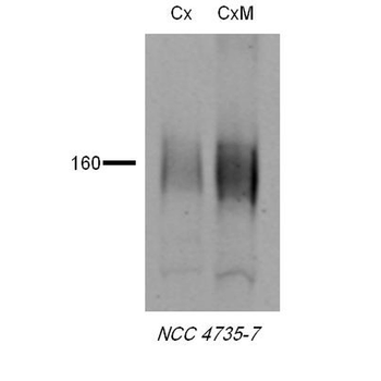 NCC Antibody: FITC