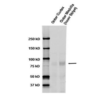 ENaC alpha Antibody: FITC