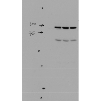ENaC alpha Antibody: FITC