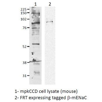 ENaC beta Antibody: FITC