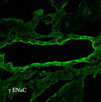 ENaC gamma Antibody: APC