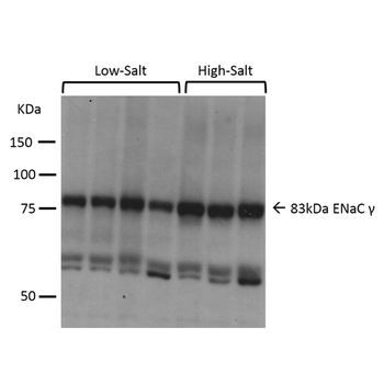 ENaC gamma Antibody: FITC