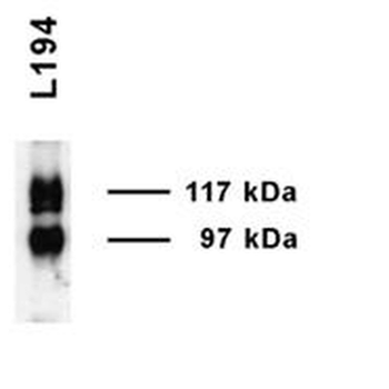 UT-A1 Antibody (HRP)