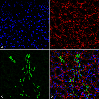 UT-A1 Antibody (PerCP)