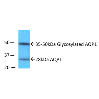 Aquaporin 1 Antibody: RPE