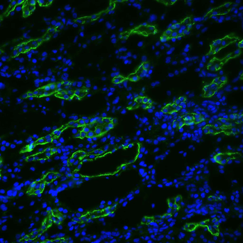 Aquaporin 3 Antibody (RPE)