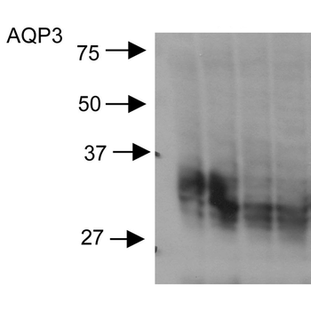 Aquaporin 3 Antibody (RPE)