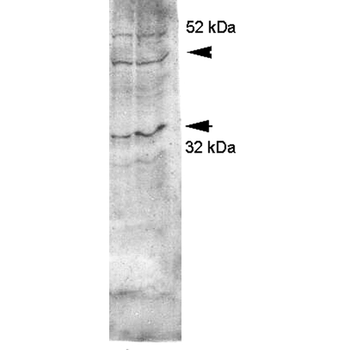 Aquaporin 4 Antibody: FITC