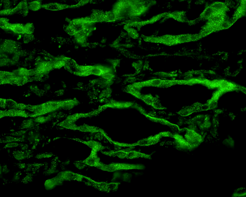 Aquaporin 4 Antibody (RPE)