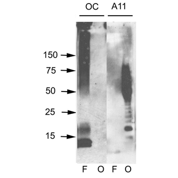 Amyloid Oligomers (A11) Antibody: Biotin