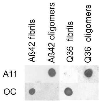 Amyloid Oligomers (A11) Antibody: FITC