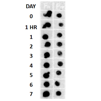 Amyloid Fibrils (OC) Antibody: RPE