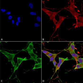 LAR/PTPRF Antibody: APC