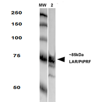 LAR/PTPRF Antibody: APC