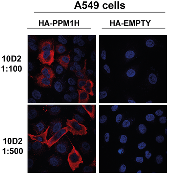 PPM1H Antibody (PerCP)