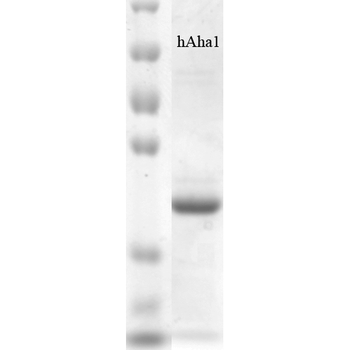AHA1 Protein