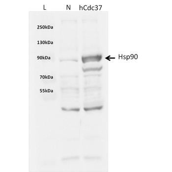 CDC37 Protein