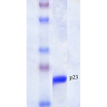 p23 Protein