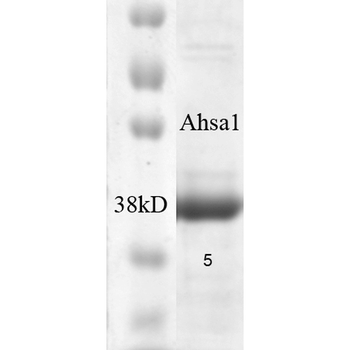 AHA1 Protein