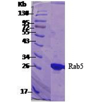 Rab5 Protein