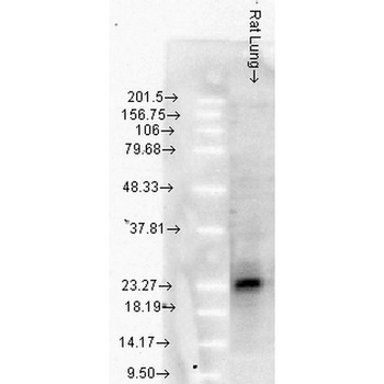 HSP25/HSP27 Antibody: HRP