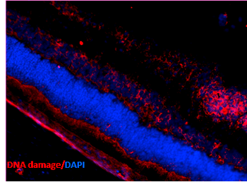 DNA Damage Antibody (HRP)