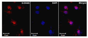 DNA Damage Antibody (HRP)