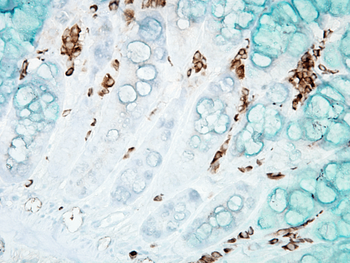 DNA Damage Antibody (PerCP)
