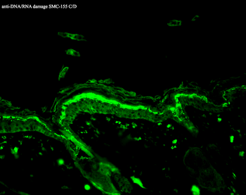 DNA Damage Antibody (PerCP)