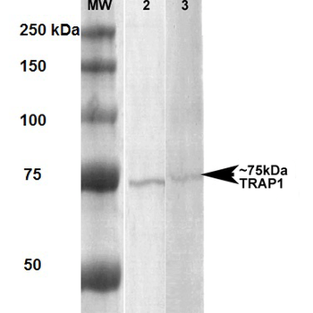 Trap1 Antibody: HRP